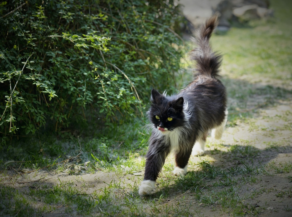 行走在公园里的猫咪点赞是美德,打赏是鼓励打赏还没有人打赏,快来当第