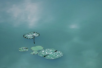1000061372