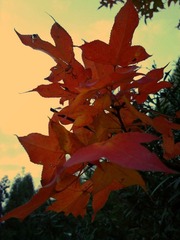 20101107097