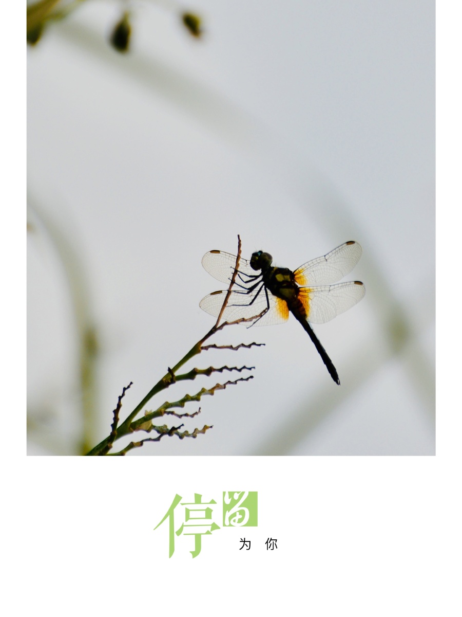 《为你停留》