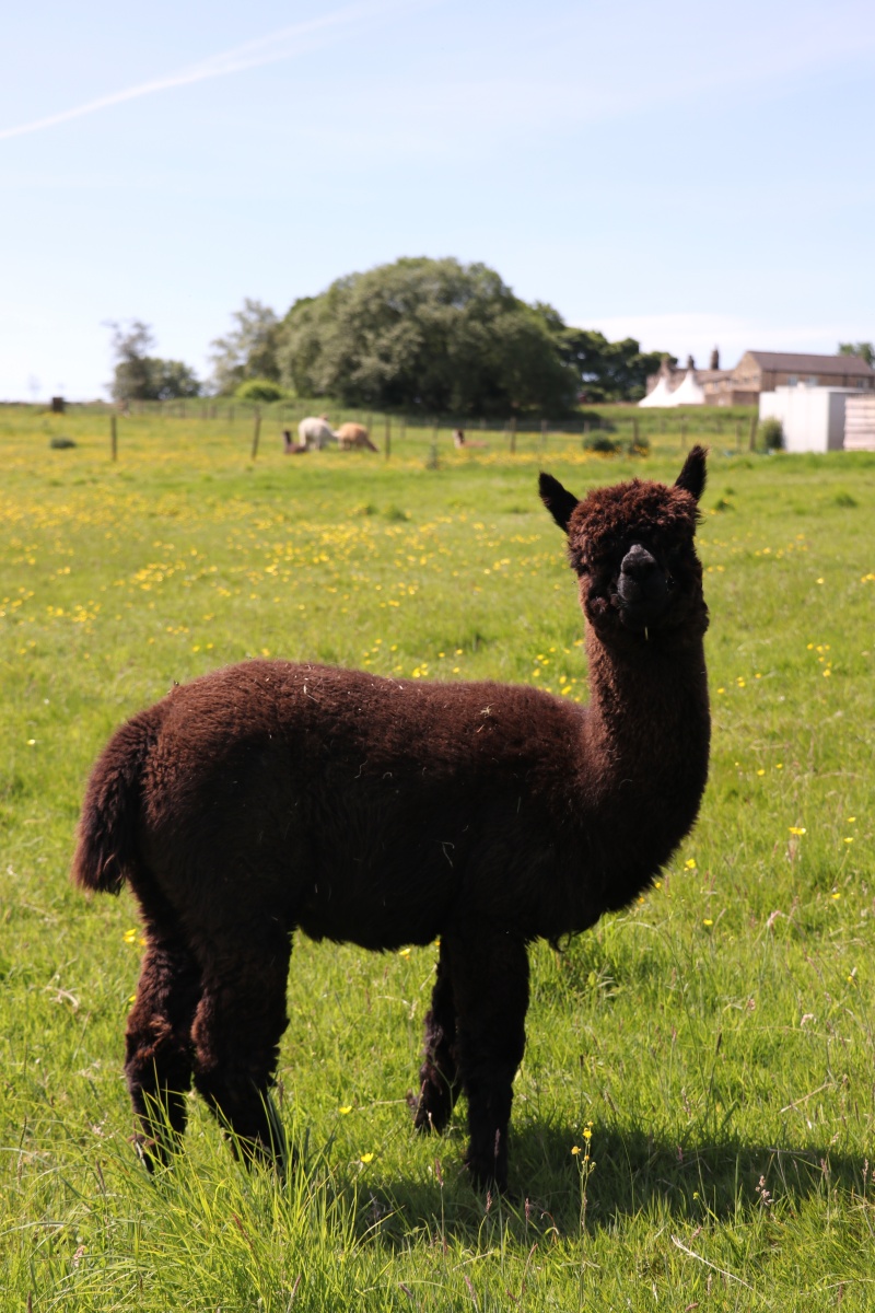 棕羊驼07谢菲尔德英国
