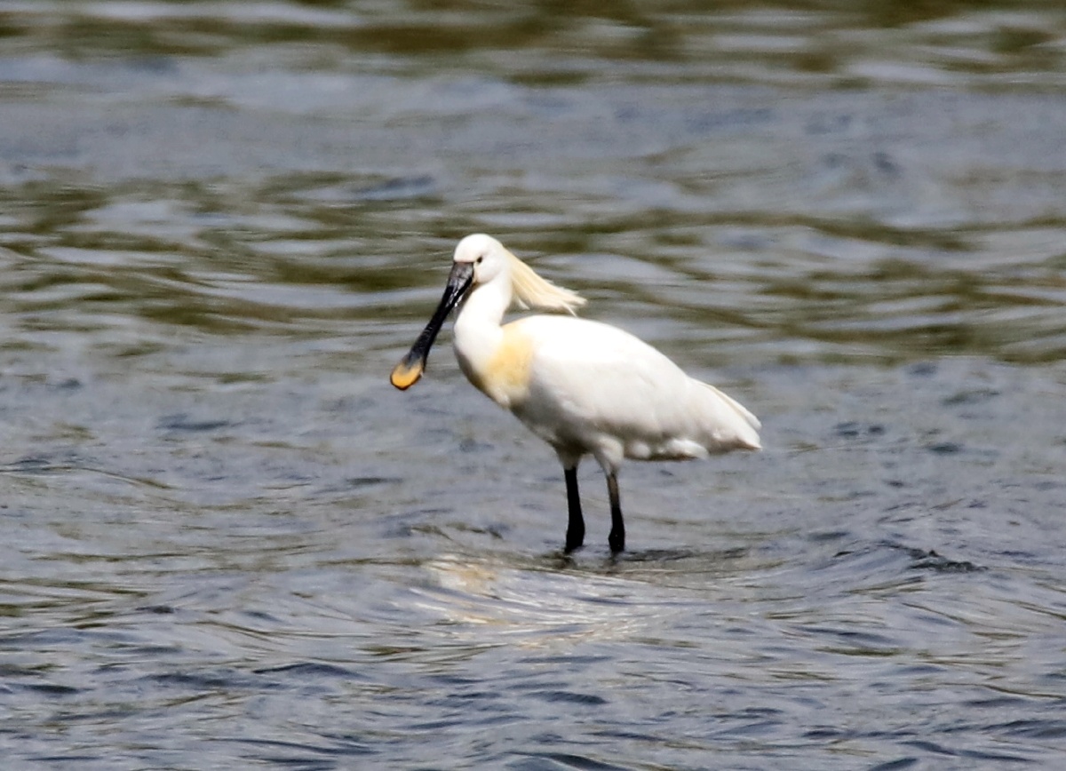 白琵鹭沙河水库