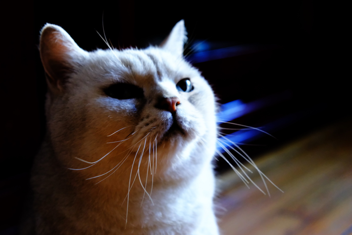 2021年俺家立冬大猫咪威武霸气