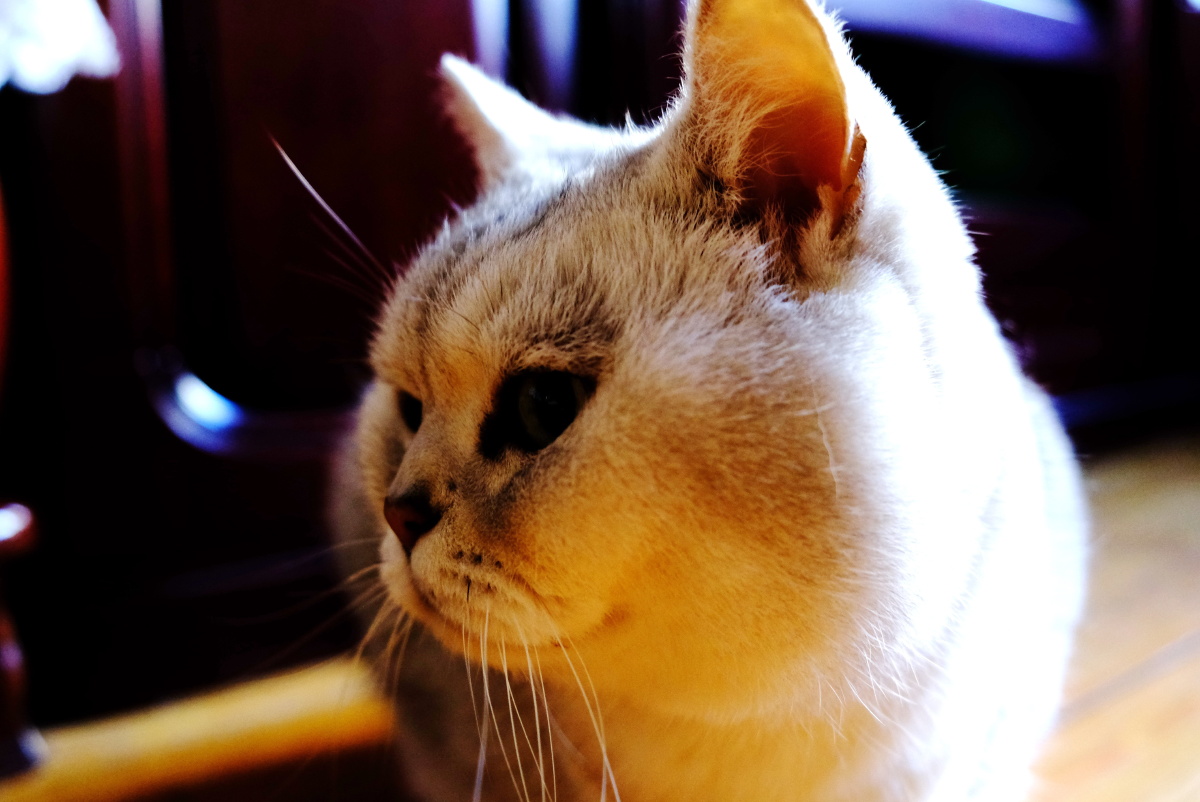 2021年俺家立冬大猫咪威武霸气