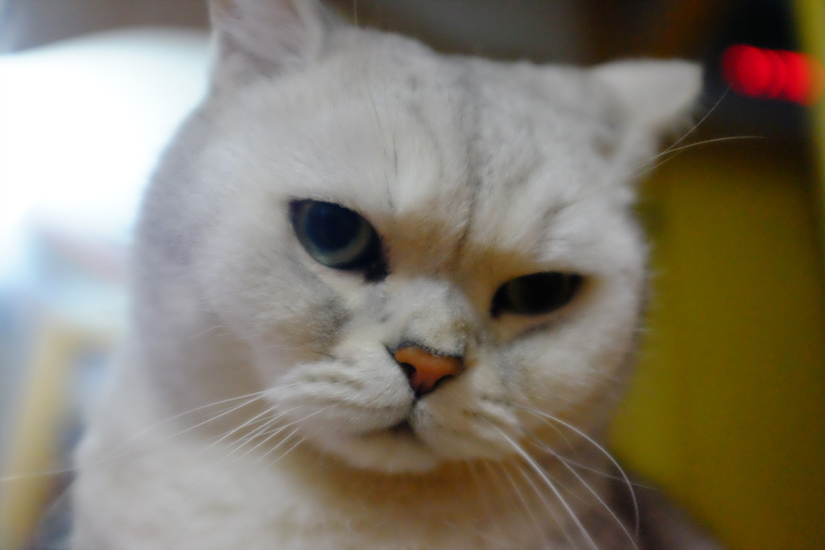 不给小鱼干吃,心里不高兴