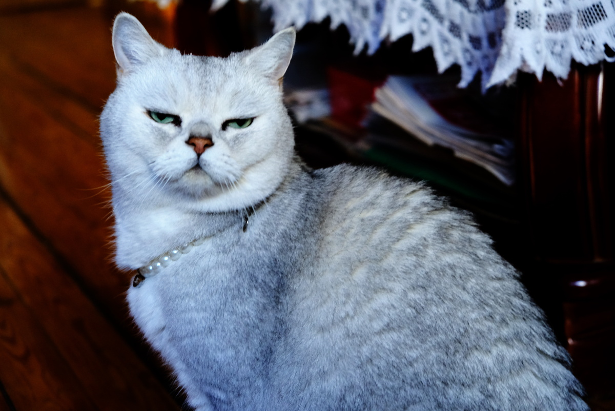 2021年俺家立冬大猫咪威武霸气