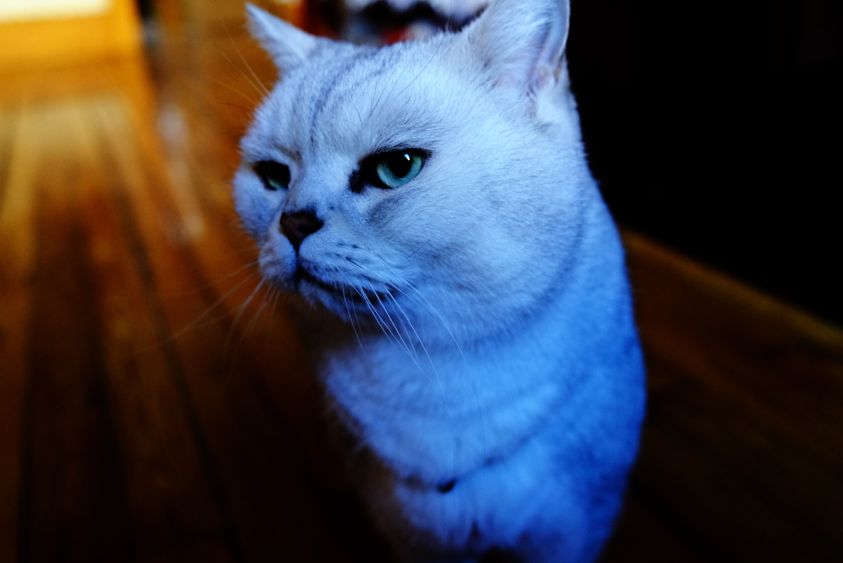 2021年俺家"立冬"大猫咪威武霸气