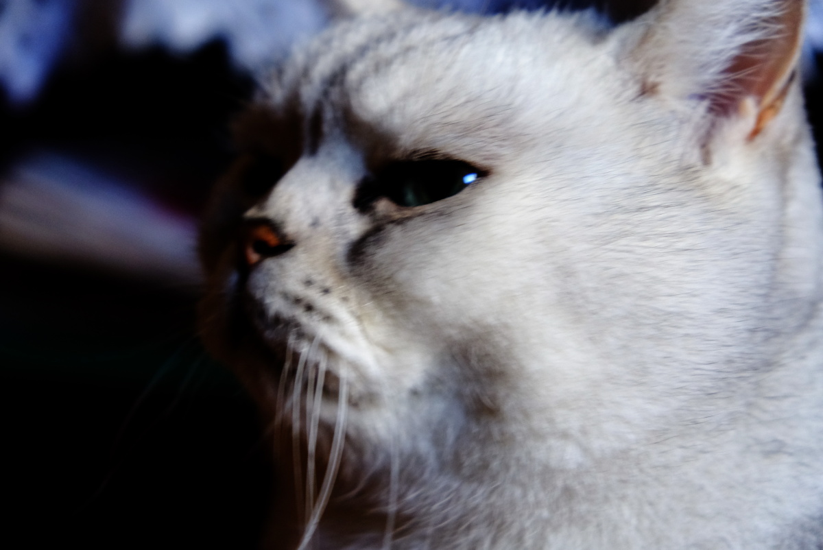 2021年俺家立冬大猫咪威武霸气