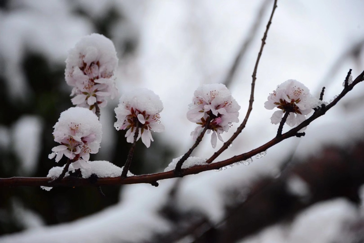 雪中桃花挺枝头