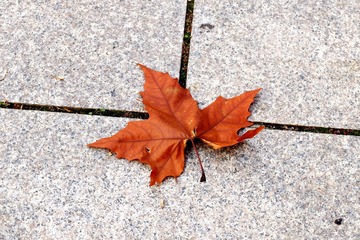 DSCF2553