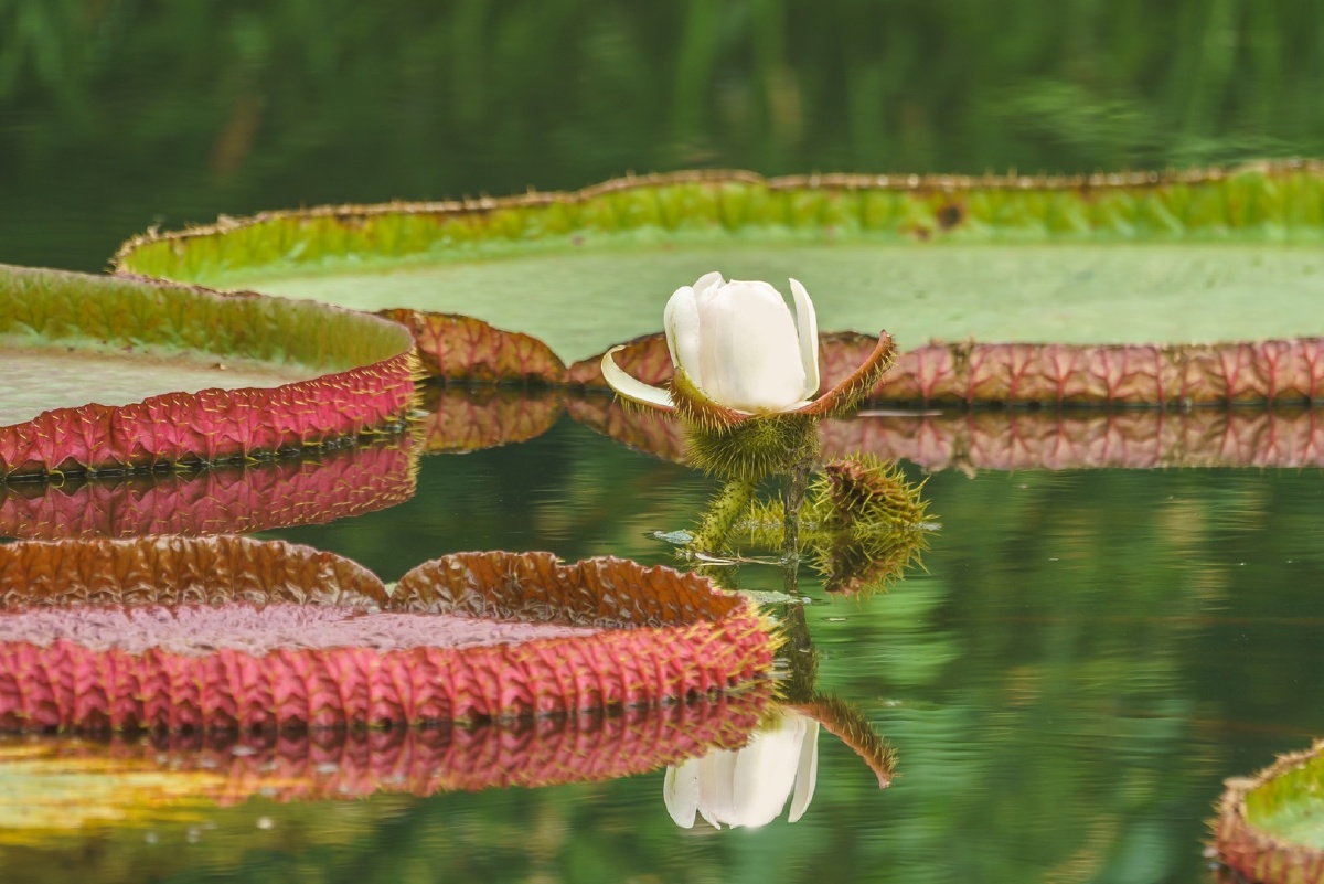 霸王莲于睡莲拍于中科院植物研究所