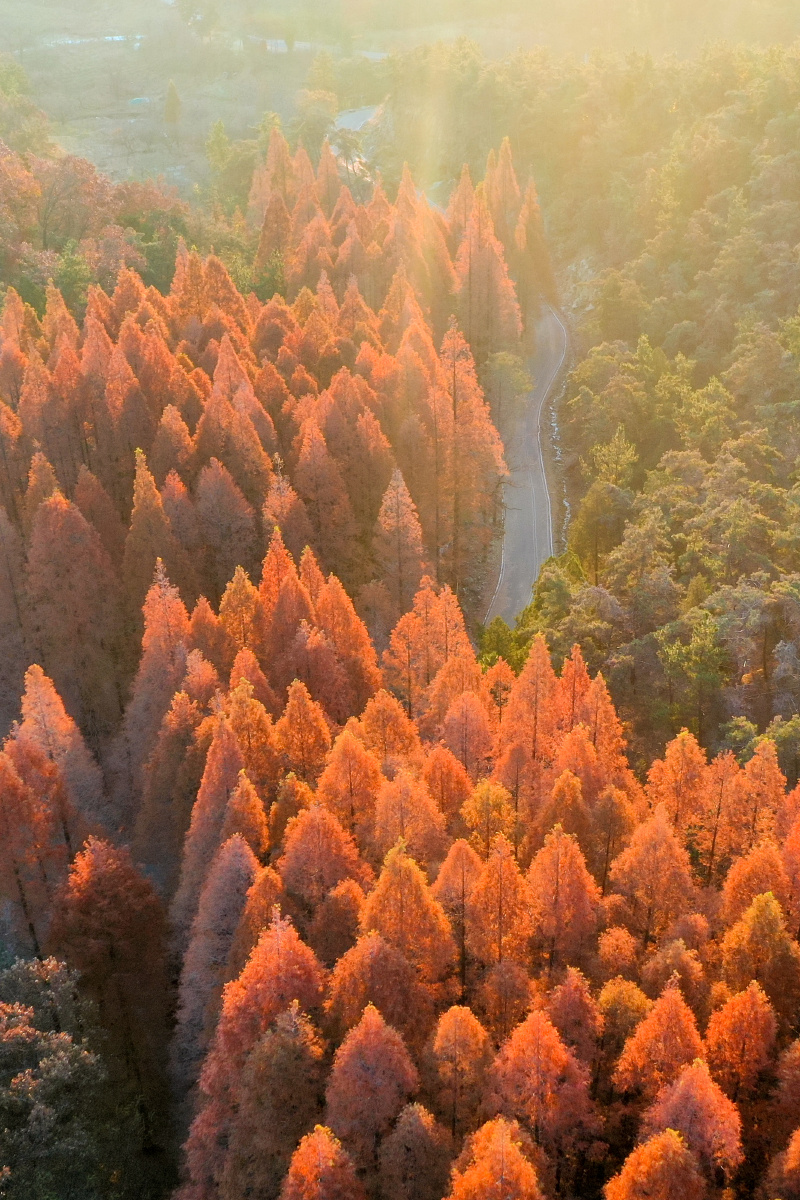 初冬走进临朐水杉林