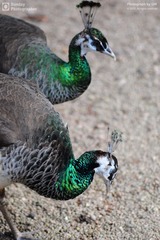 DSC_0298-web-20121216.jpg