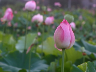 120090
