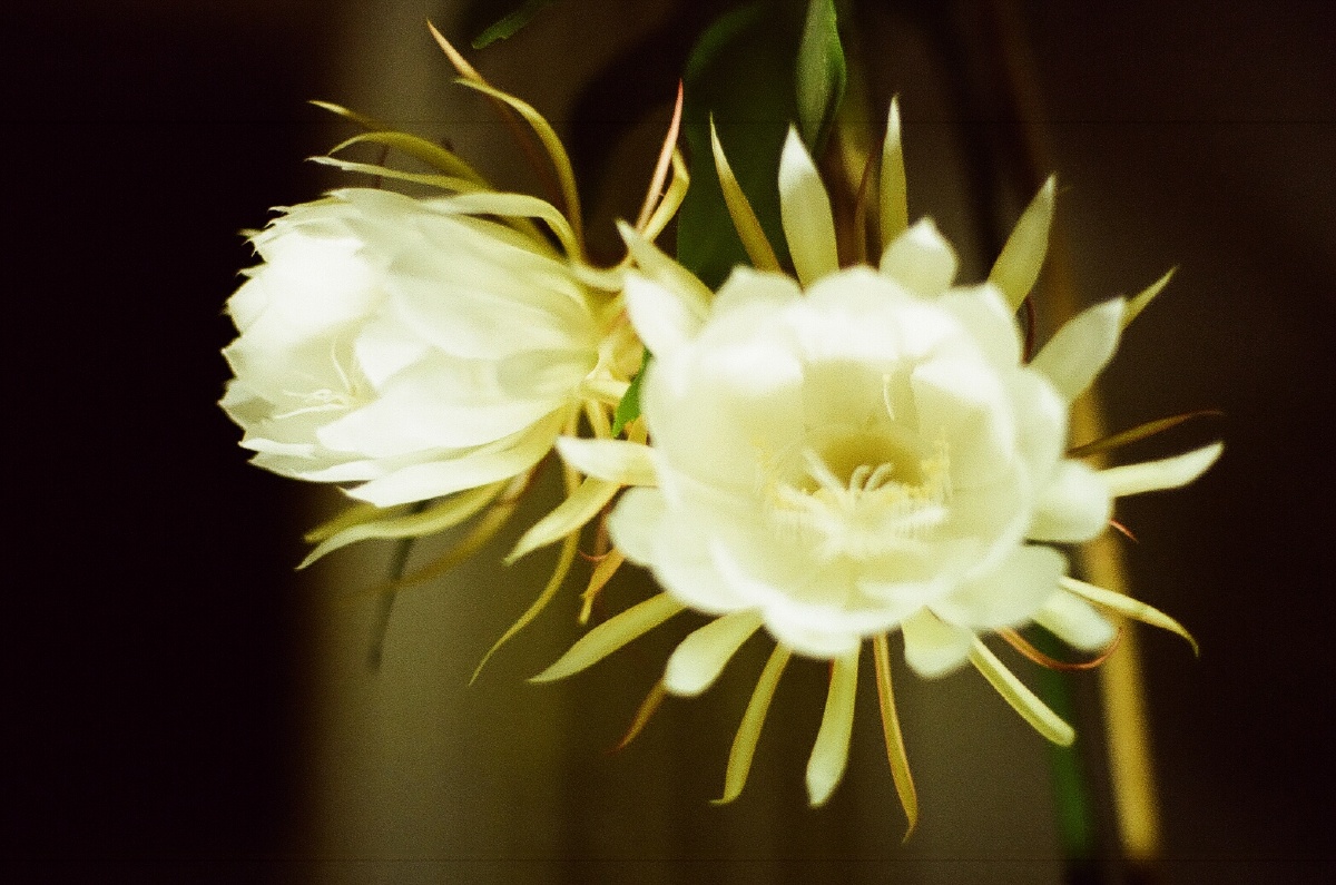 4 今年两开花 这是第二次 上两朵 下一朵 芬芳诱人 滋香满屋