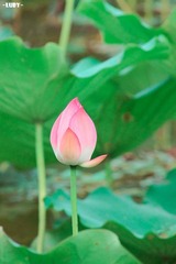 荷了个花