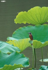 翠鸟