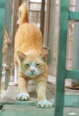 看我的“猛虎下山势”！呼牙牙~！