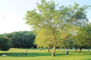 DSC08816.jpg