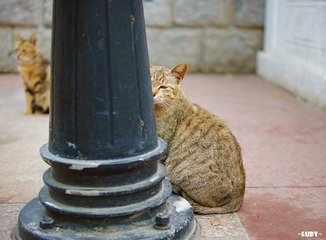 被猫爷BS了
