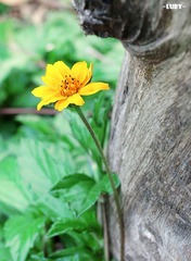 一朵花儿