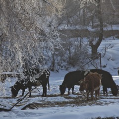 _MG_2084.jpg