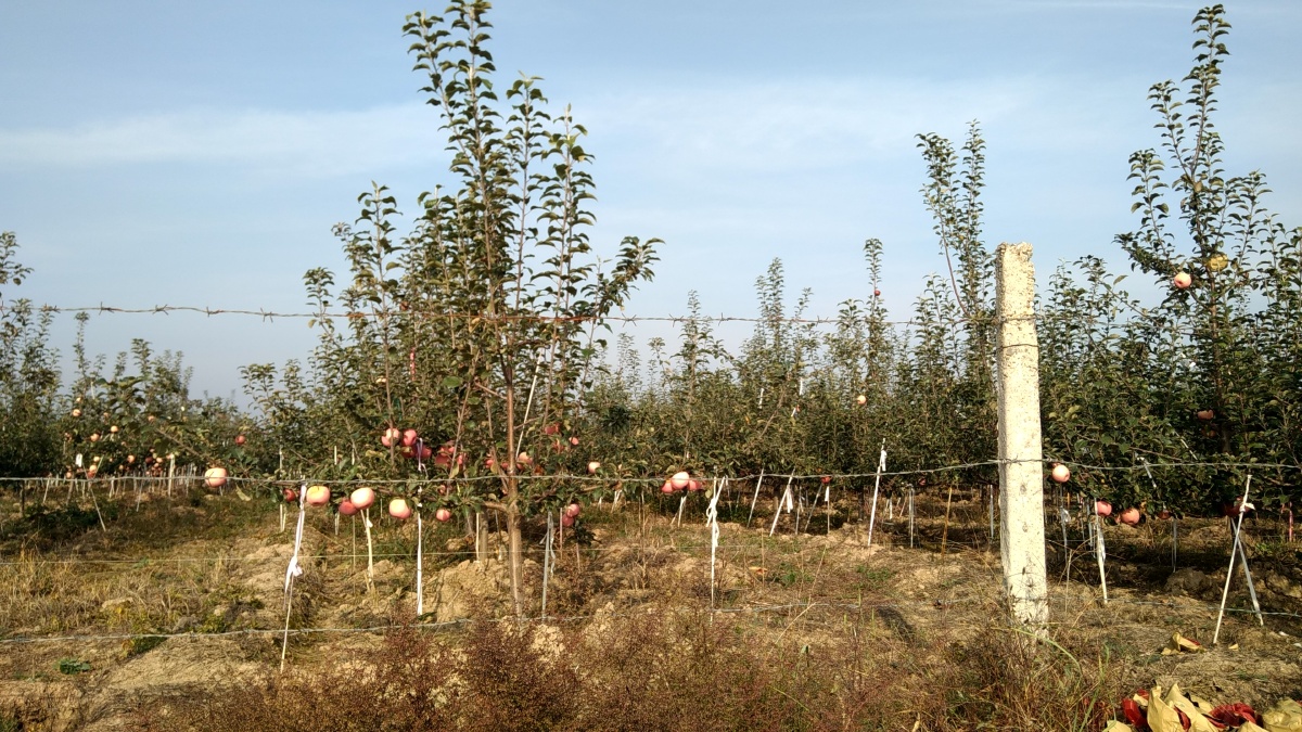 苗木种植基地有哪些股票,山东省苗木种植基地有哪些