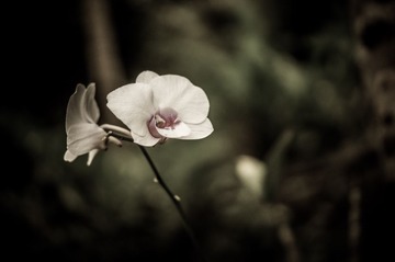 _DSC2920
