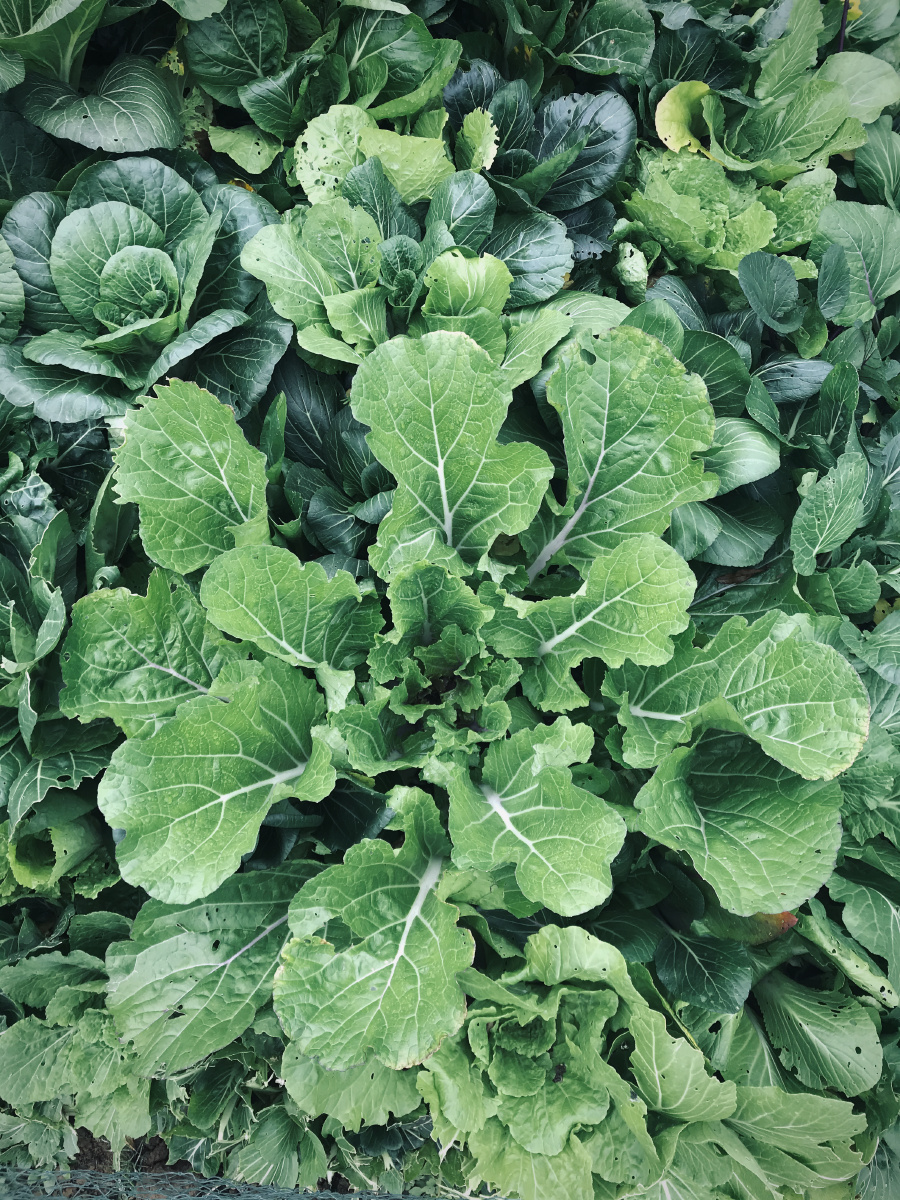 蔬菜- 香蒲香蒲 - 图虫