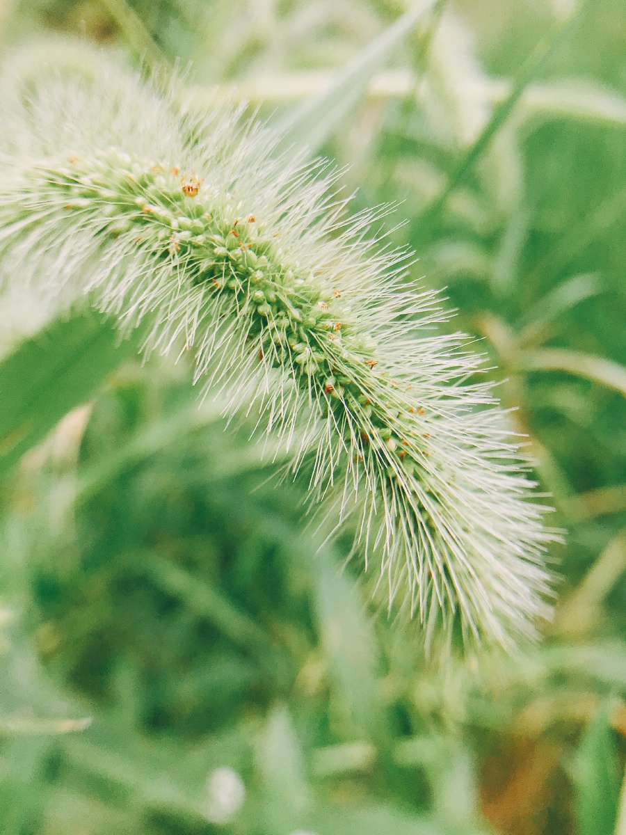 狗尾巴草灯笼果茶树的果实金银花藤