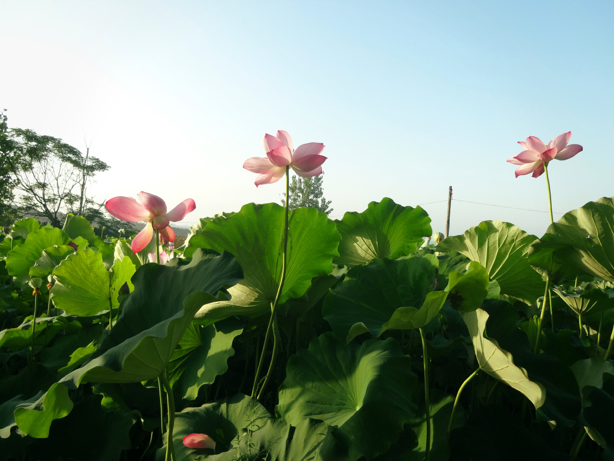 早晨的荷叶荷花 - 香蒲香蒲 - 图虫