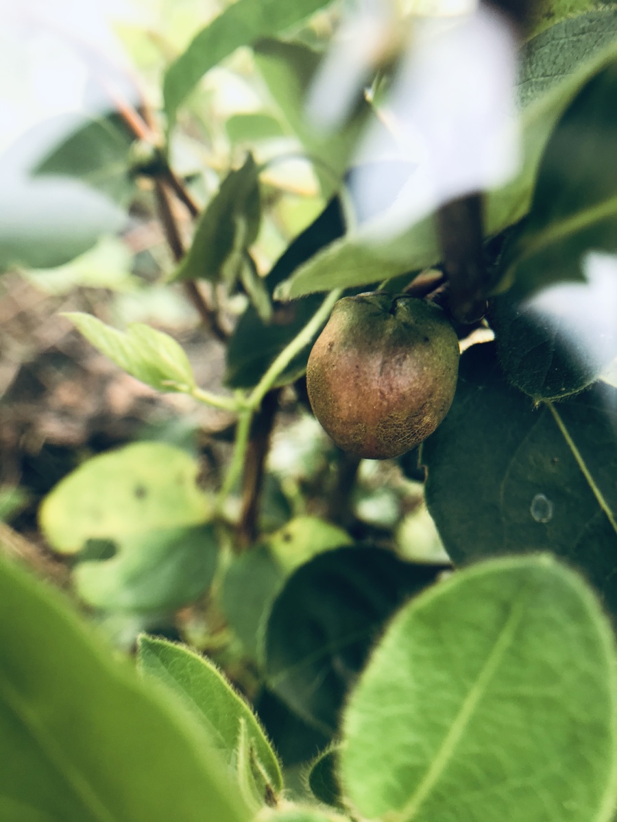 狗尾巴草灯笼果茶树的果实金银花藤