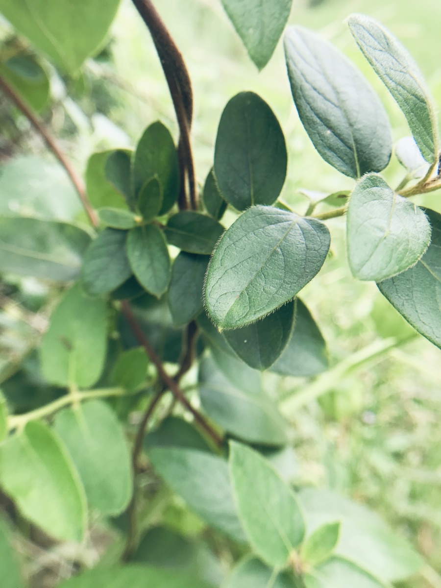 狗尾巴草灯笼果茶树的果实金银花藤