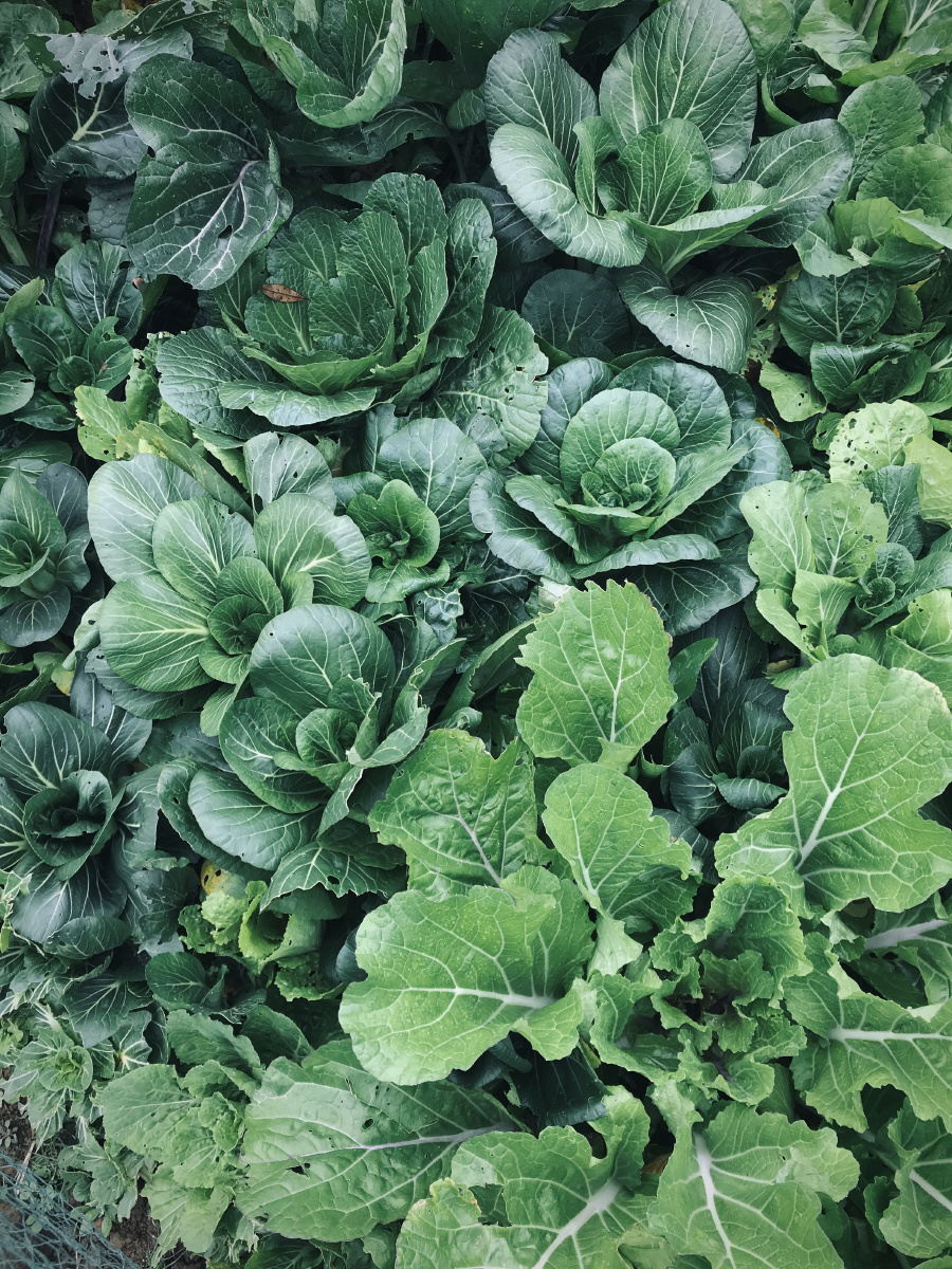 蔬菜- 香蒲香蒲 - 图虫