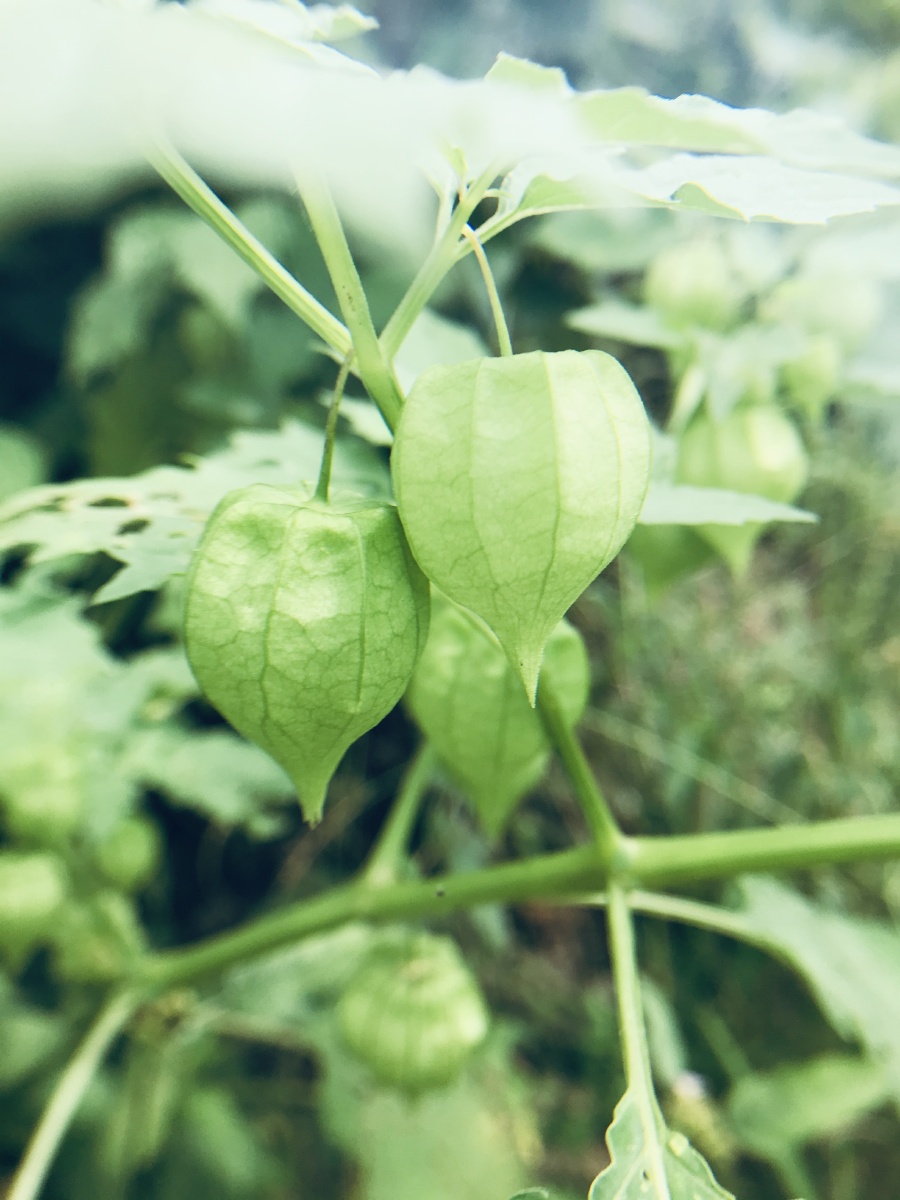 狗尾巴草灯笼果茶树的果实金银花藤