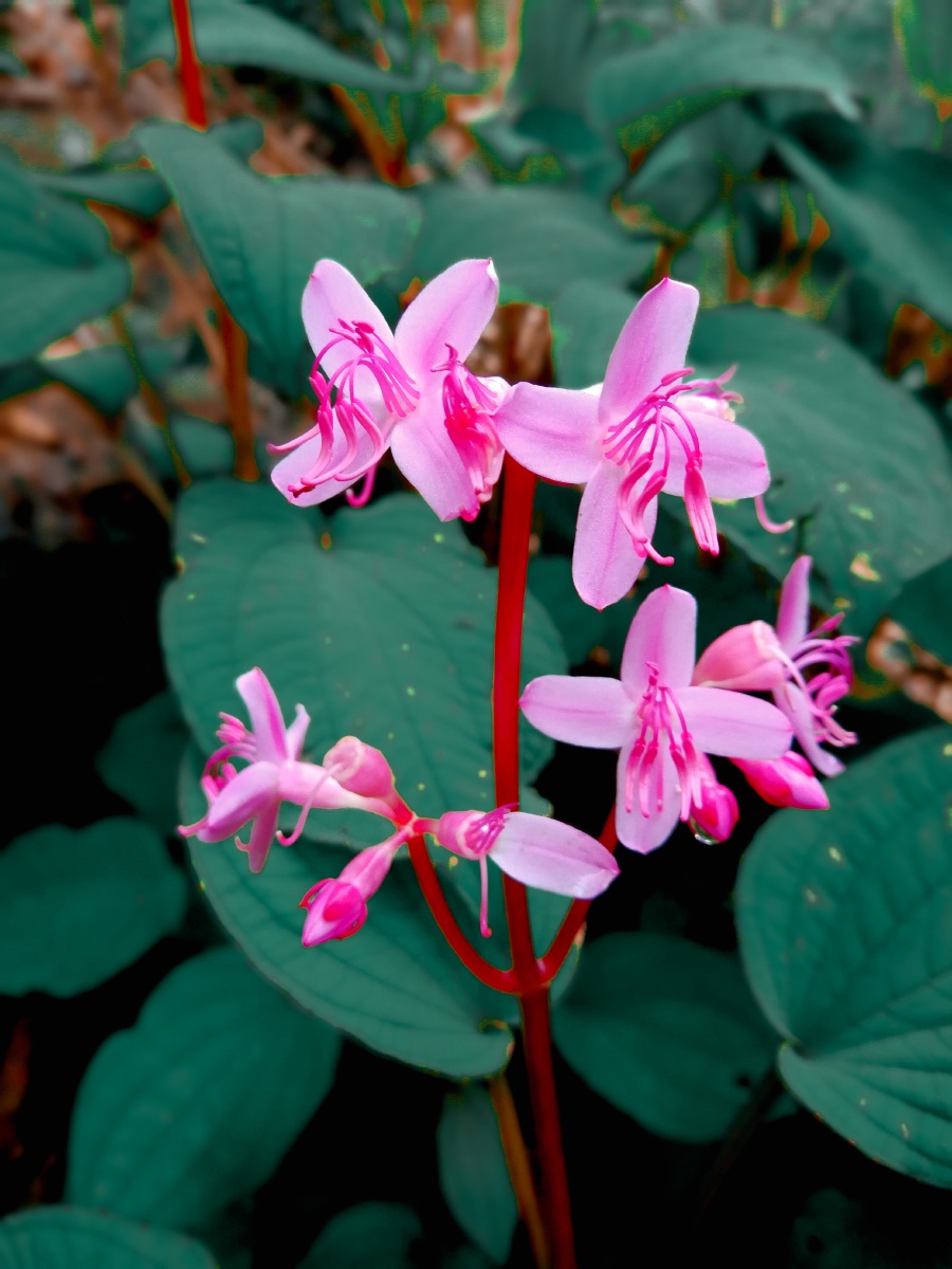 心形异药花 - 山人_ - 图虫