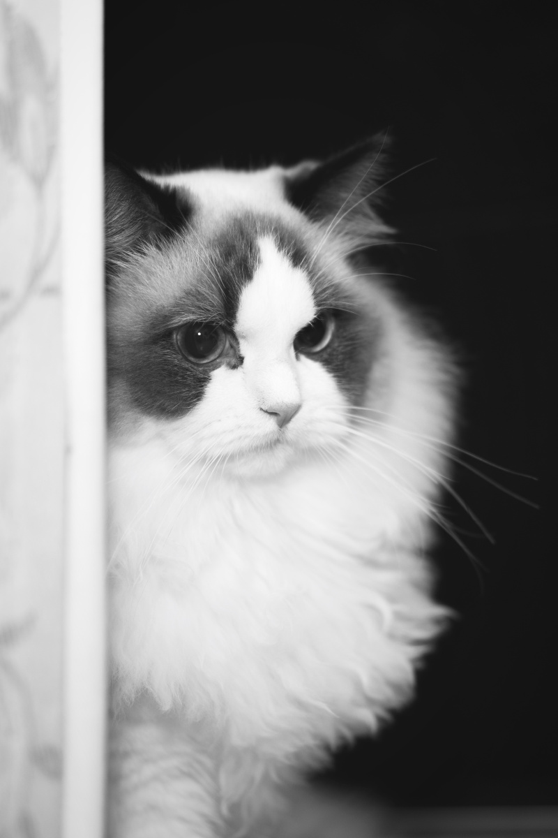 9张猫咪探头照片