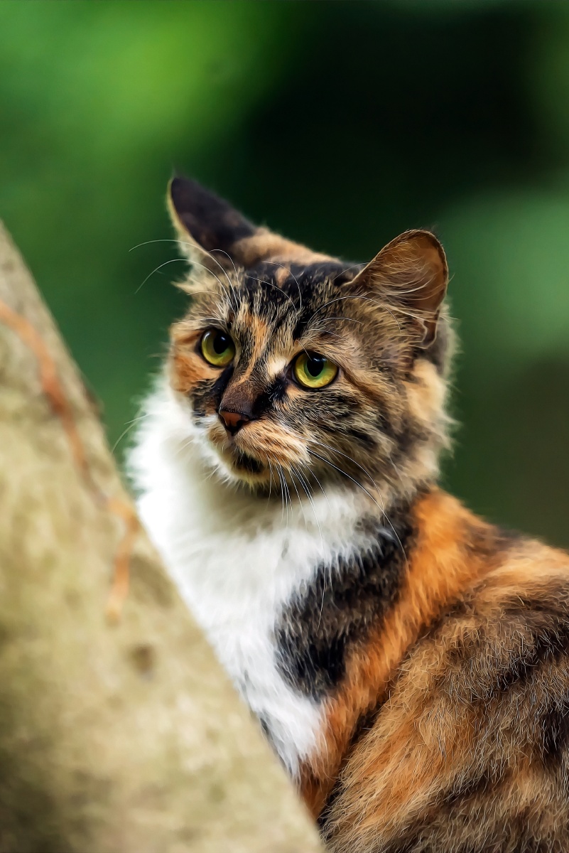 三花猫