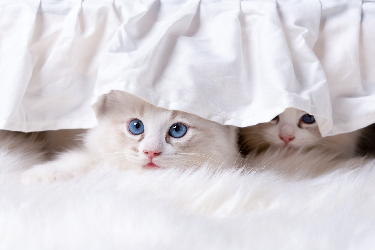 一起躲猫猫