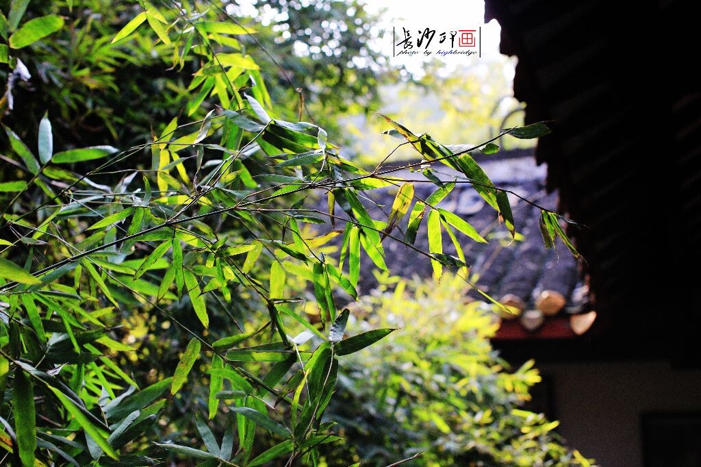 岳麓书院<br />
迎着阳光,破败的树叶有泛出一线生机,再黑暗的生活也会有一线曙光,只要乐观.