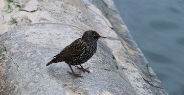 DSCF0704.jpg
