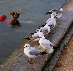 DSCF3206.jpg