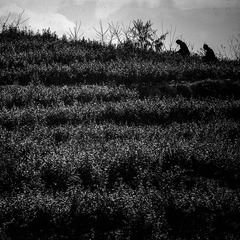 杨刚2007032227.jpg
