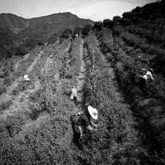 杨刚2007032228.jpg