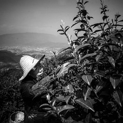 杨刚2007032247.jpg