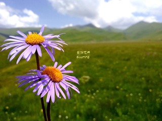 紫阳花开