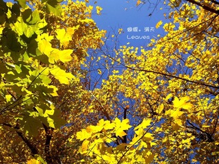 黄叶漫天