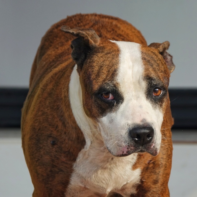 普吉街边奶牛狗