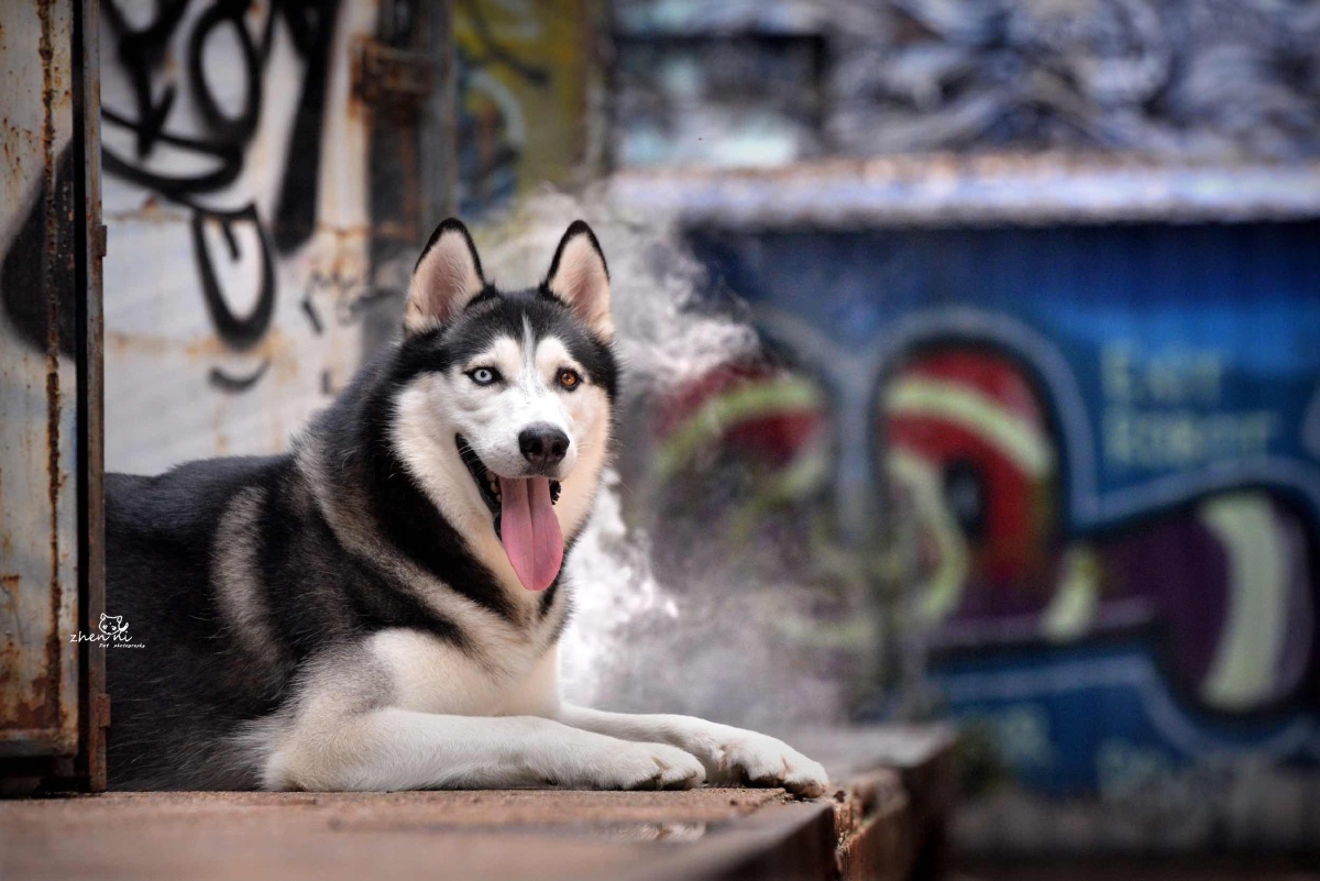 二哈从来没有让我失望过