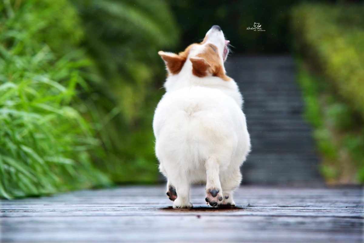少见的白背柯基